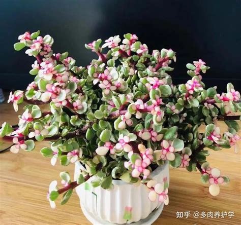 金枝玉葉植物|金枝玉叶怎么养？按这七个步骤来，轻松养活